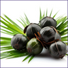 Saw Palmetto